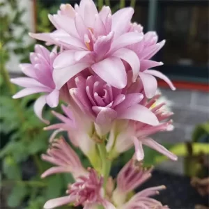 Purchase plant seeds online