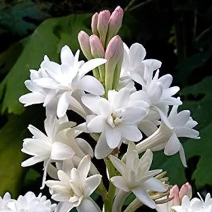 Buy plant seeds online