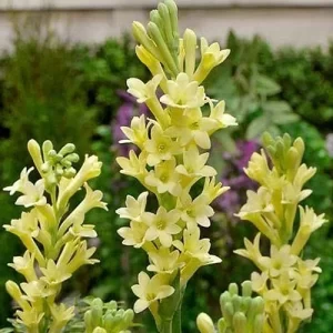 Shop herb seeds online