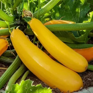 Desi seeds india