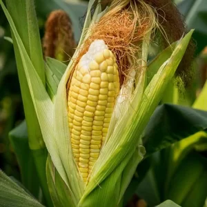Yellow Corn